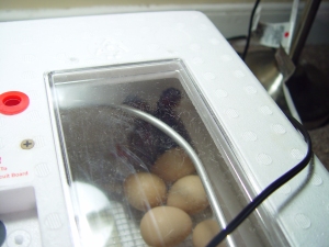 Guinea Eggs in the Incubator